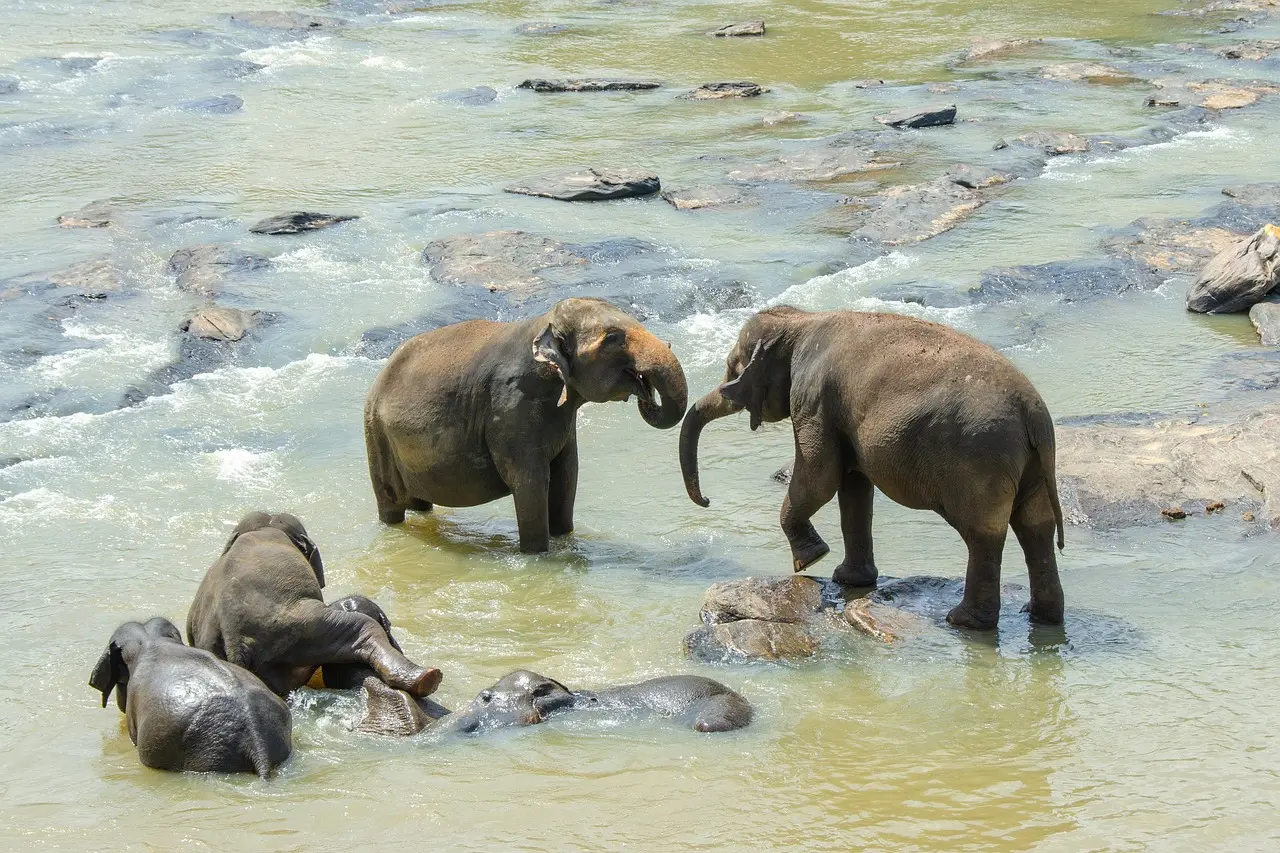 Discover Sri Lanka’s Hidden Wild Gem