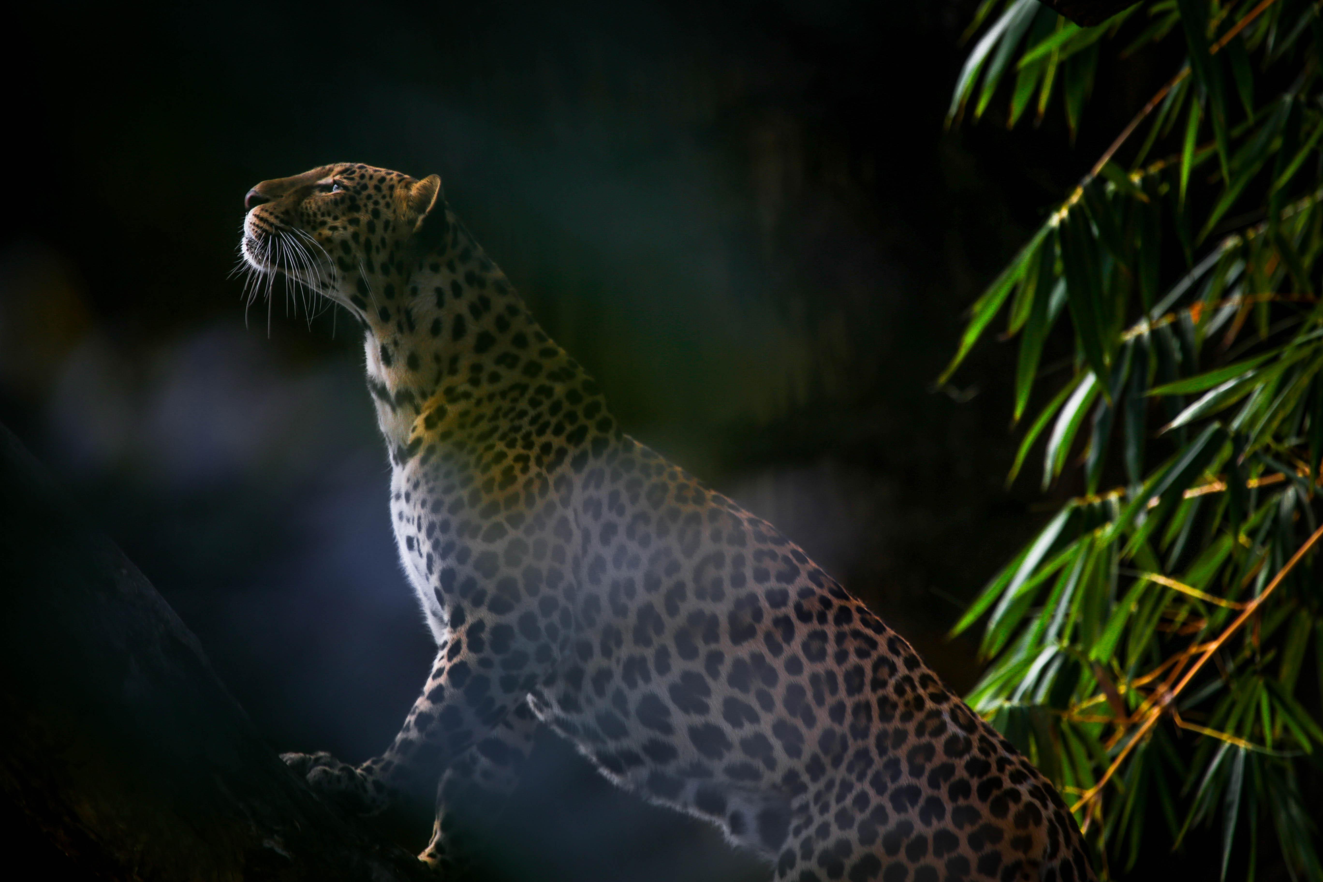Wilpattu Safari Package with 2 Nights' Stay