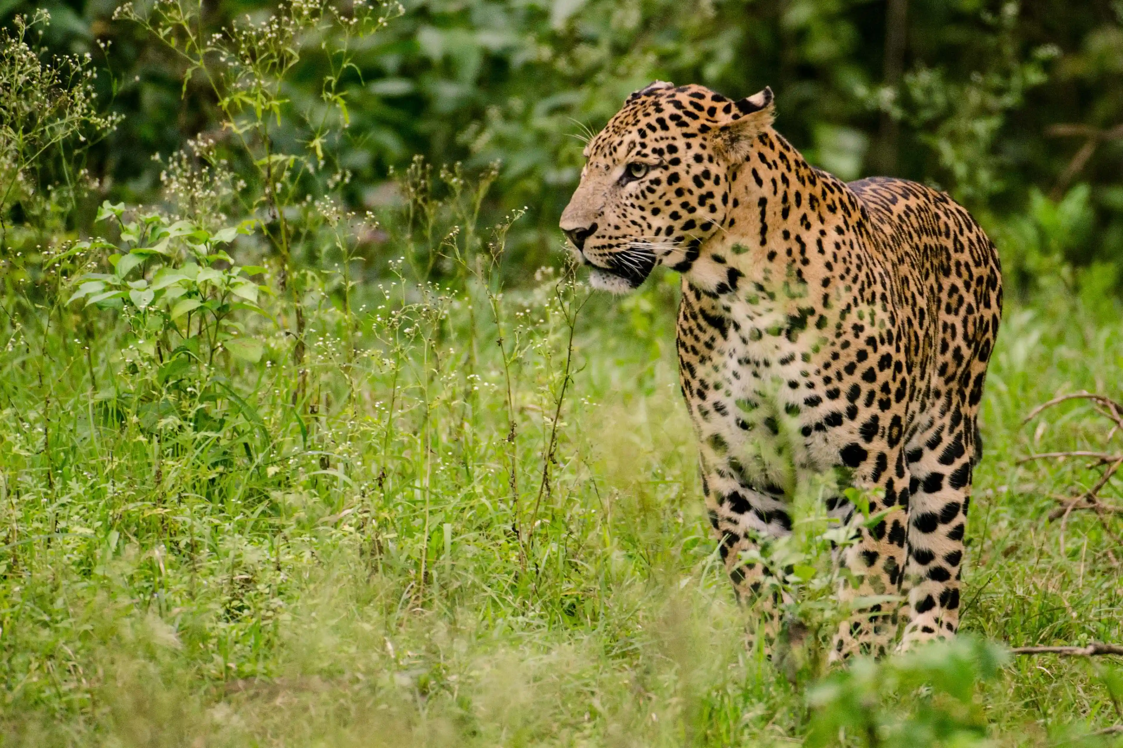 Evening Half-Day Wilpattu Safari (4h)