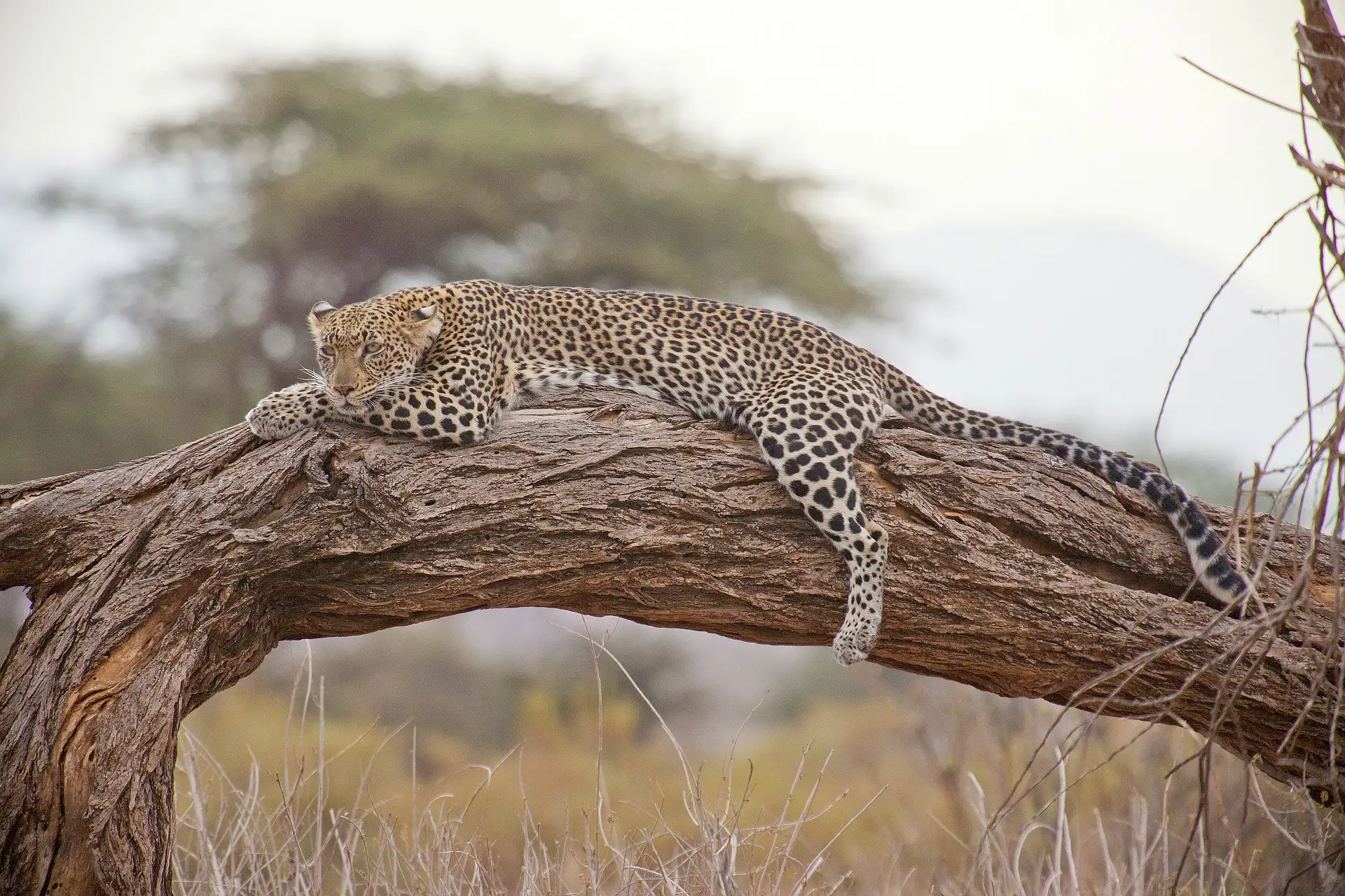 Wilpattu Safaris